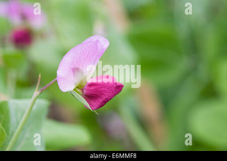 Pisum sativum. Pea flower 'Blackdown Blue' in the vegetable garden. Stock Photo