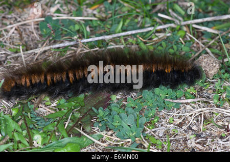 Fox Moath Larva. Large hairy caterpillar found on heaths and moors Stock Photo