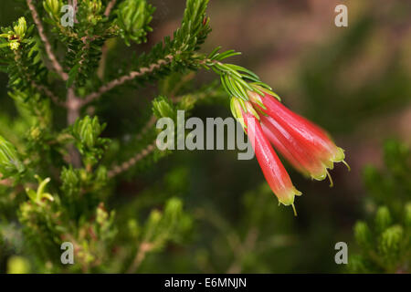 Heather (Erica), flowering Stock Photo