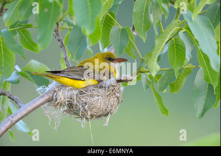 Golden Oriole (Oriolus oriolus), adult female incubating eggs in the nest, in a walnut tree, Bulgaria Stock Photo
