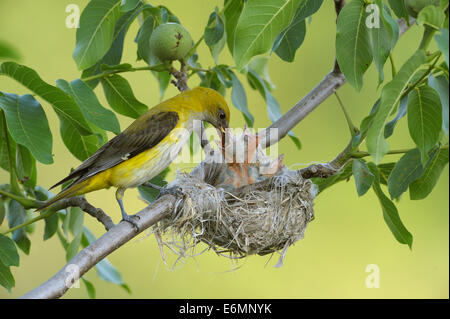 Golden Orioles (Oriolus oriolus), adult female feeding chicks in the nest, in a walnut tree, Bulgaria Stock Photo