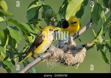 Golden Orioles (Oriolus oriolus), male and female at the nest in a walnut tree, female holding grasshopper in beak as feed Stock Photo