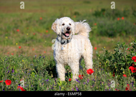 Labradoodle, adult, male, on meadow, Germany Stock Photo