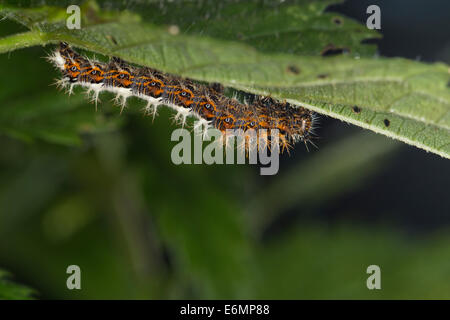 Comma, caterpillar eats stinging nettle, C-Falter, Weißes C, Raupe frisst Brennnessel, Polygonia c-album, Nymphalis c-album Stock Photo
