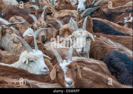 Close-up into a flock of cashmere goats in central Mongolia Stock Photo