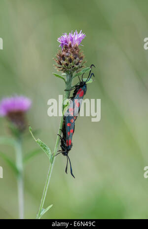 6 Spot Burnet Moth: Zygaena filipendulae. Mating pair. Surrey, August. Stock Photo