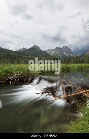 Beaver dam on Fishhook Creek in Idaho's Sawtooth Mountains. Stock Photo