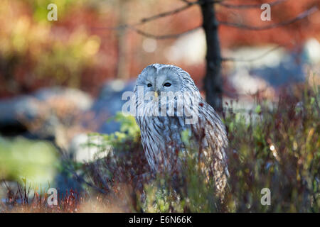 Habichtskauz Ural Owl  strix uralensis sitting Stock Photo