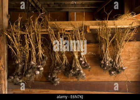 Garlic drying in a barn on a farm in Oregon's Wallowa Valley. Stock Photo