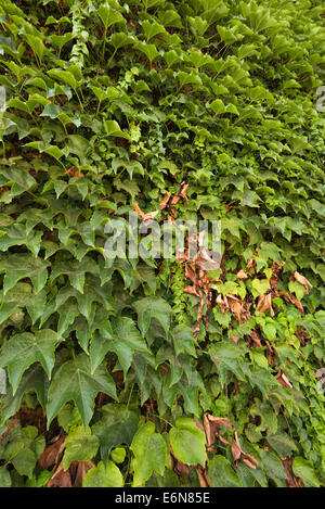 Ivy and Virginia creeper vines growing on a brick wall. Stock Photo