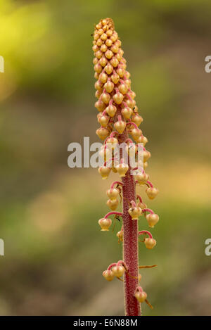 Pinedrops growing in the forest of the Wallowa Mountains, Oregon.