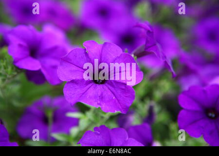 Flowerbed of beautiful purple flowers purple Petunia Blue fantasy Stock Photo