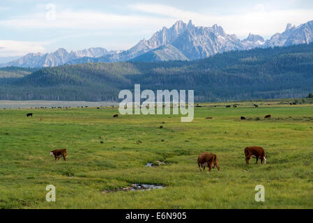 Cows grazing in Idaho's Sawtooth Valley. Stock Photo