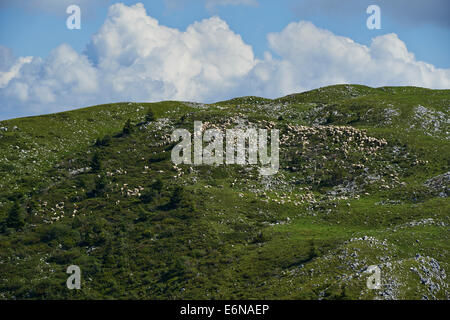 Sheep graze on a hillside of Monte Baldo Italy Alps Mountains Stock Photo
