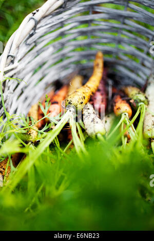 Fresh rainbow carrots picked from the garden Stock Photo