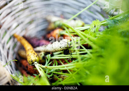 Fresh rainbow carrots picked from the garden Stock Photo