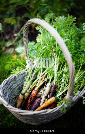 Fresh rainbow carrots picked from the garden Stock Photo