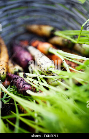 Fresh rainbow carrots picked from the garden Stock Photo