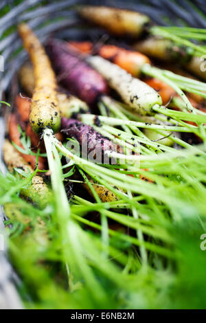 Fresh rainbow carrots picked from the garden Stock Photo