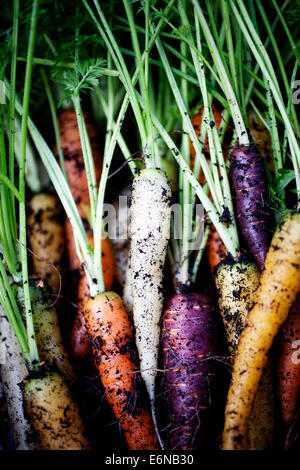 Fresh rainbow carrots picked from the garden Stock Photo