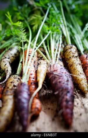 Fresh rainbow carrots picked from the garden Stock Photo