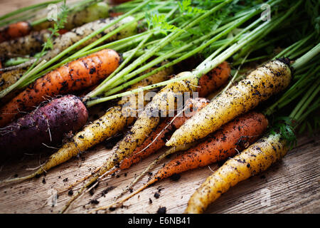 Fresh rainbow carrots picked from the garden Stock Photo