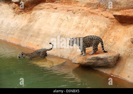 jaguar tiger cat resting and swimming in the zoo Stock Photo