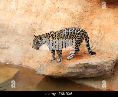 jaguar tiger cat resting and swimming in the zoo Stock Photo