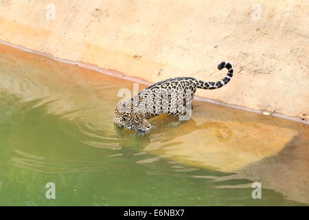 jaguar tiger cat resting and swimming in the zoo Stock Photo