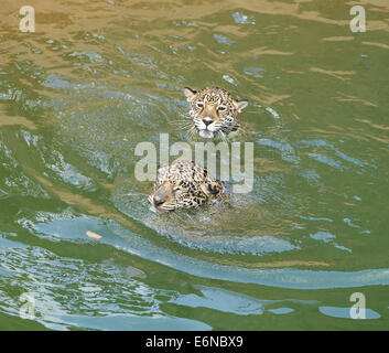 jaguar tiger cat resting and swimming in the zoo Stock Photo