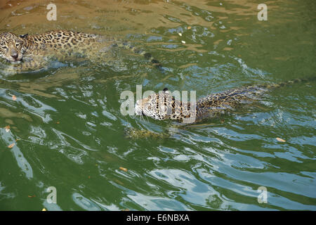 jaguar tiger cat resting and swimming in the zoo Stock Photo