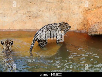 jaguar tiger cat resting and swimming in the zoo Stock Photo