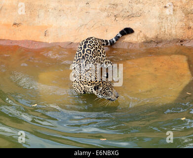 jaguar tiger cat resting and swimming in the zoo Stock Photo