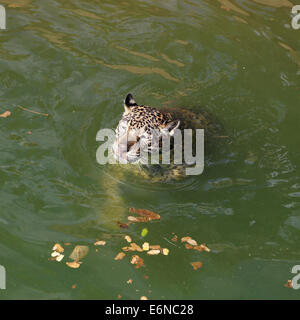 jaguar tiger cat resting and swimming in the zoo Stock Photo