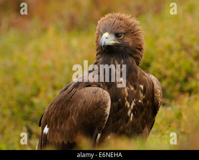 Golden Eagle, in the middle of autumn colored vegetation showing off his proud or angriness by putting up the crown of feathers Stock Photo