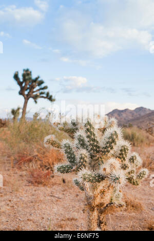 Cholla cactus close up - Mojave desert, California USA Stock Photo