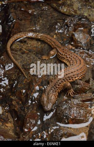 Bornean Earless Monitor Lanthanotus borneensis Stock Photo