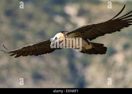 Bearded Vulture or Lammergeier (Gypaetus barbatus) flying. Pre-Pyrenees. Lleida province. Catalonia. Spain. Stock Photo