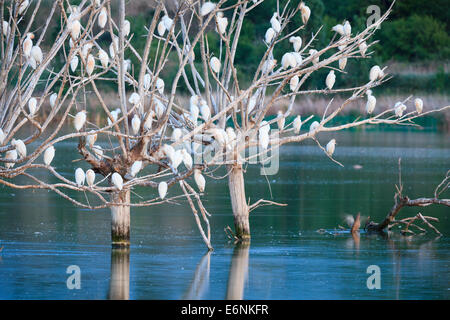 Flock of Cattle Egrets (Bubulcus ibis) in roosting trees at dusk. Ivars Lake. Lleida province. Spain. Stock Photo