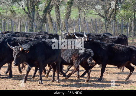 Camargue bulls being corralled in a paddock, Camargue, France, Europe Stock Photo