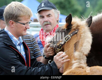 A foal gets an identification chip implanted in the German village of St. Märgen (Black Forest) on August, 7, 2014. Stock Photo