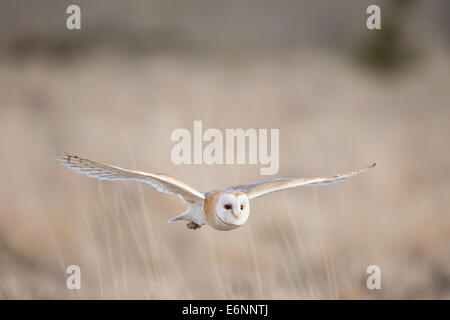 Barn Owl (Tyto alba) in flight Stock Photo