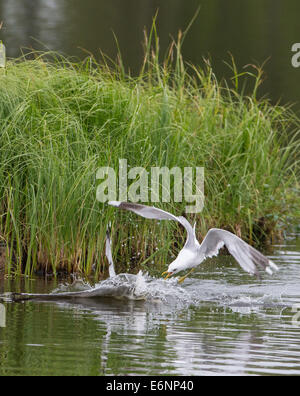 Common gulls in quarrel, Larus canus Stock Photo