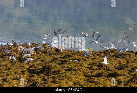 Common Gulls flying, Larus canus Stock Photo