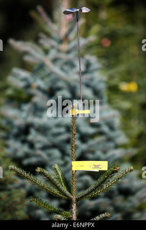 Vestenbergsgreuth, Germany. 28th Aug, 2014. A small silver windmill to scare away birds is attached to the top of a Nordmanntanne (lat. Abies nordmanniana) during an information event by the German Association of Christmas Tree farmers in Vestenbergsgreuth, Germany, 28 August 2014. Photo: DAVID EBENER/dpa/Alamy Live News Stock Photo