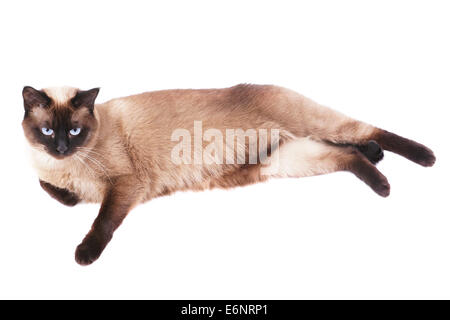 relaxed siamese cat lying on side Stock Photo