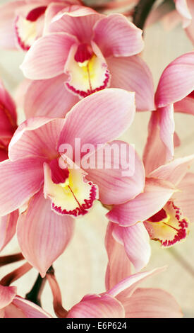 Closeup of  beautiful pink and yellow orchids Stock Photo