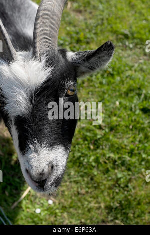 Close-up of Billy Goat Stock Photo