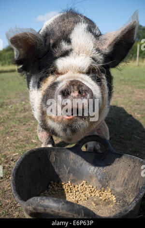 Small Black and White Rare Breed Pig Stock Photo