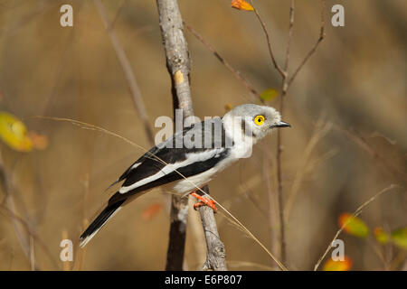 White-crested Helmetshrike (Prionops plumatus ssp. poliocephalus), White Helmetshrike, Malaconotidae Stock Photo